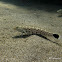 Sandperch, Grubfish