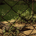 Aligator.