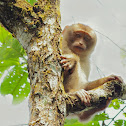 Pigtailed Macaque