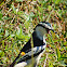 Pied Triller