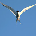 Artic Tern