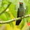 rufous-tailed hummingbird