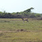 Blackbuck