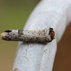 Notodontidae moth