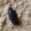 Rough Woodlouse