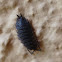 Rough Woodlouse