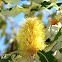 Tropical Banksia