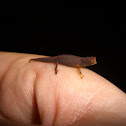 Madagascan Dwarf Chameleon