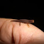 Madagascan Dwarf Chameleon