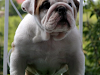 Linaje De Campeon Del Bulldog Ingles Cachorros Pa