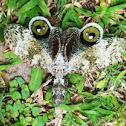 Peanut-head Bug / Machaca