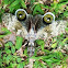 Peanut-head Bug / Machaca