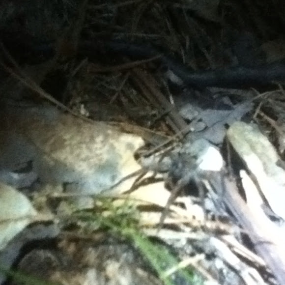 Spotting Image 1