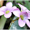 Oxalis.