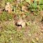 Eastern Chipmunk