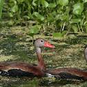 Black Bellied Whistling Ducks