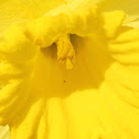 daffodil