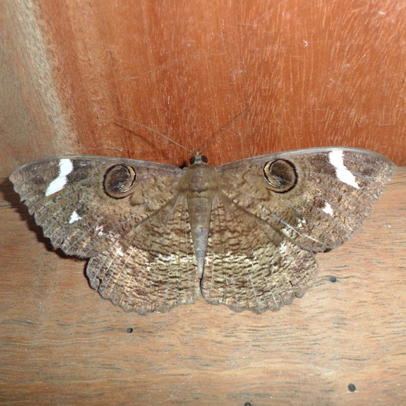 Spotting Image 1