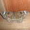Erebus moth