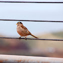 White-crowned Sparrow