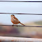 White-crowned Sparrow