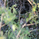 Barred Owl