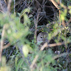 Barred Owl