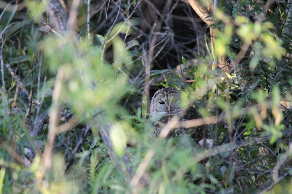 Spotting Image 1