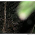 Yellow-throated Scrubwren