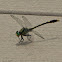 Unicorn Clubtail dragonfly