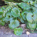 Giant Leopard Plant