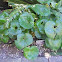 Giant Leopard Plant