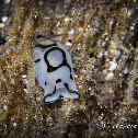 Pilsbury Slug, Pilsbury's Philinopsis