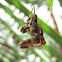 Verrucosa spider