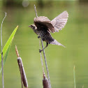 Red-winged Blackbird (juvenile)
