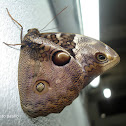 Cassia´s owlet/Mariposa búho