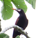 Montezuma Oropendola