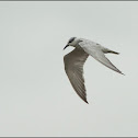Whiskered Tern
