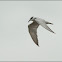 Whiskered Tern