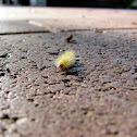 Unknown Caterpillar