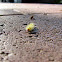 Unknown Caterpillar