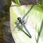 Blue Corporal