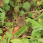 Common Fivering
