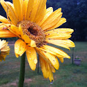 Gerber Daisy