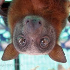 Little Red Flying-fox