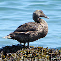 Common Eider