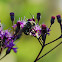 Honey Bee