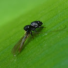 Jumping Spider