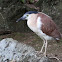 Nankeen Night Heron