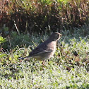 American Pipit